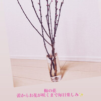 画像244